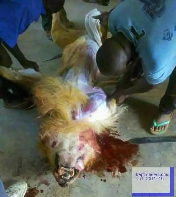 WTF? The Jos Lion They Killed Was Used For Meat?  [See This Photo]